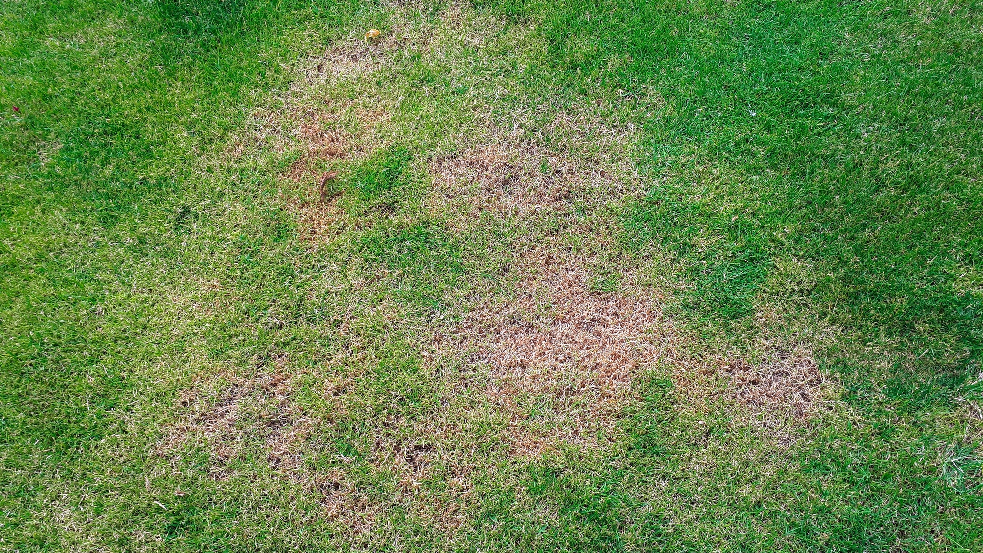 Waarom verkleurt uw gras? De meest voorkomende oorzaken op een rij