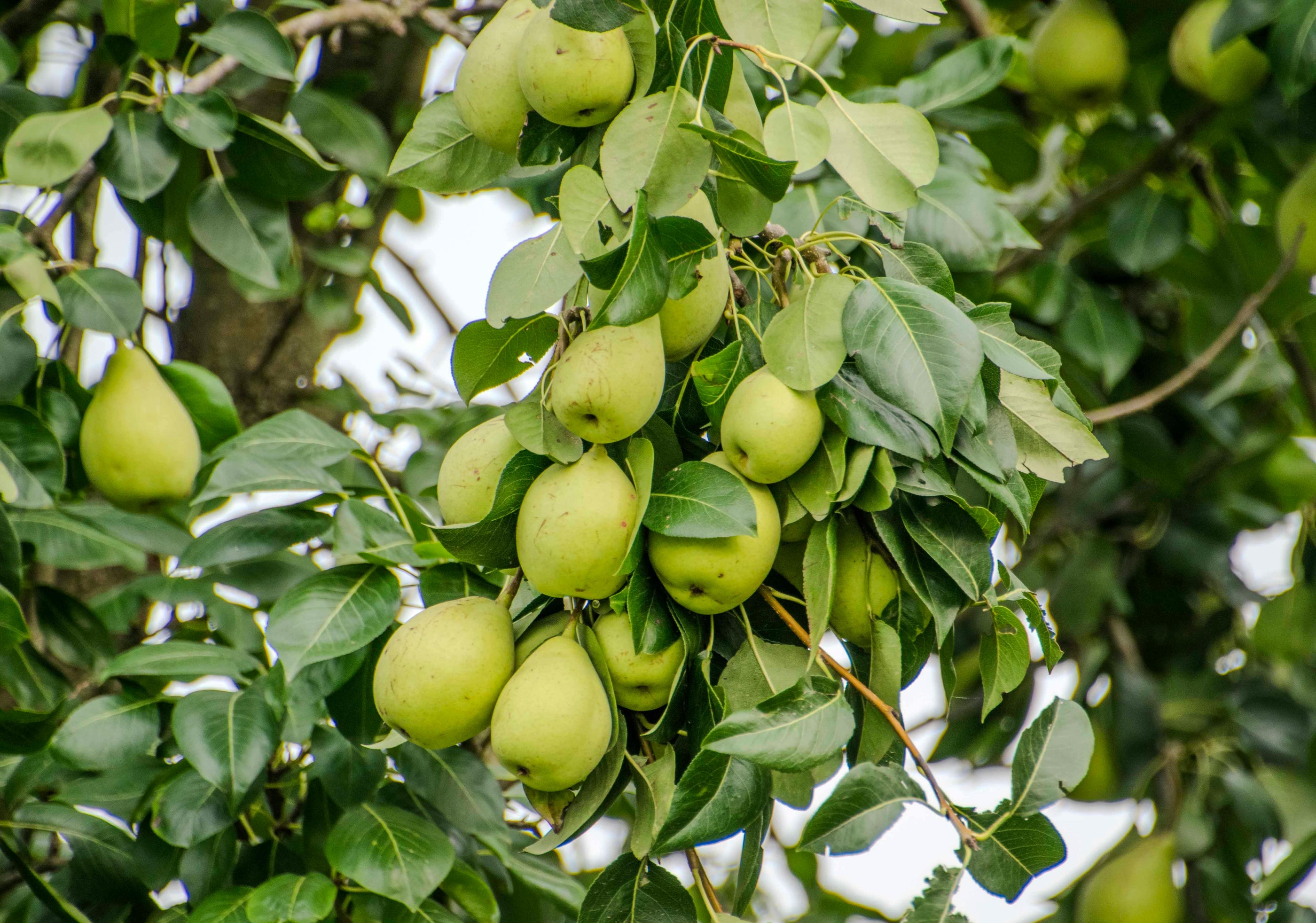 Uw fruitbomen gezond houden – zo voorkomt en bestrijdt u plagen
