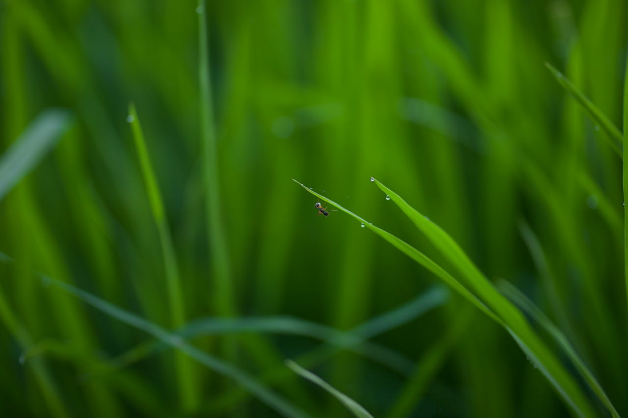 Een mier die aan een grassprietje hangt