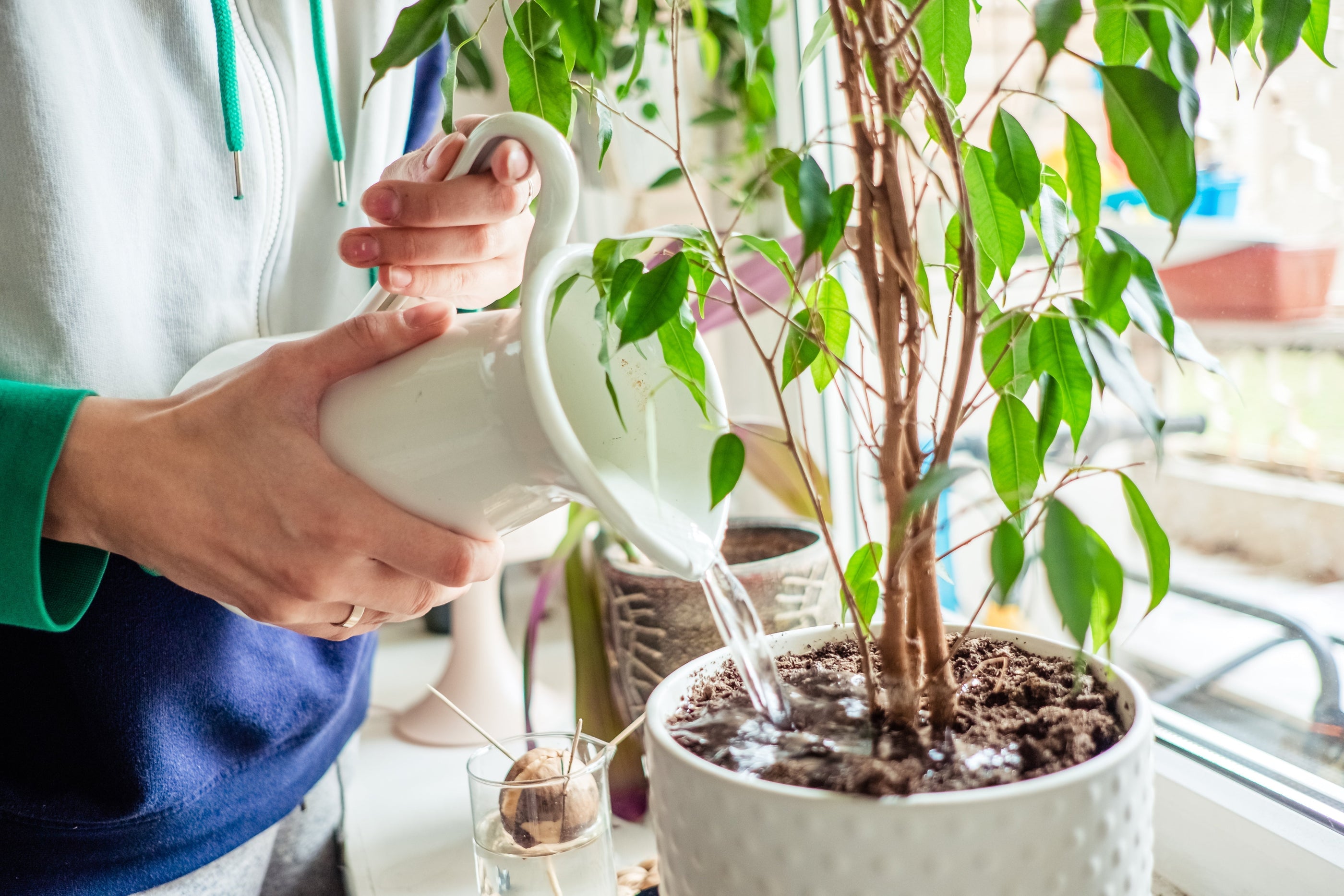 Rouwvliegjes voorkomen: de oorzaak en oplossing voor uw planten