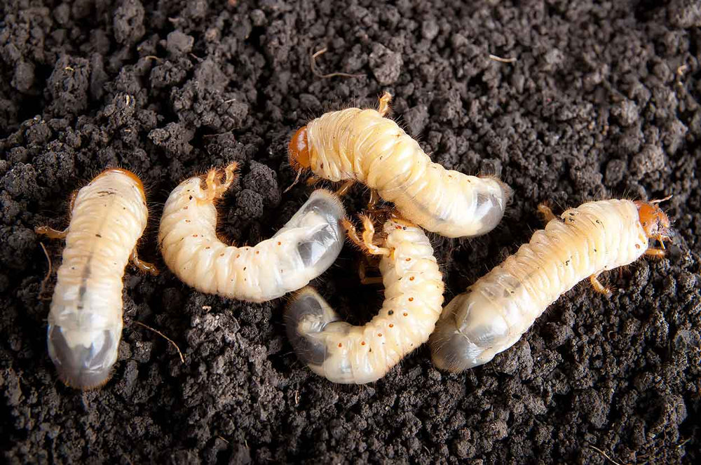 Control chafer grubs