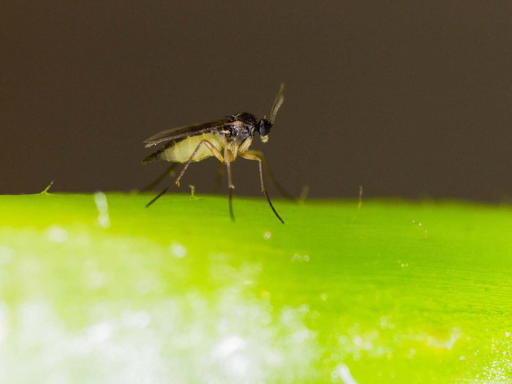 Control fungus fly