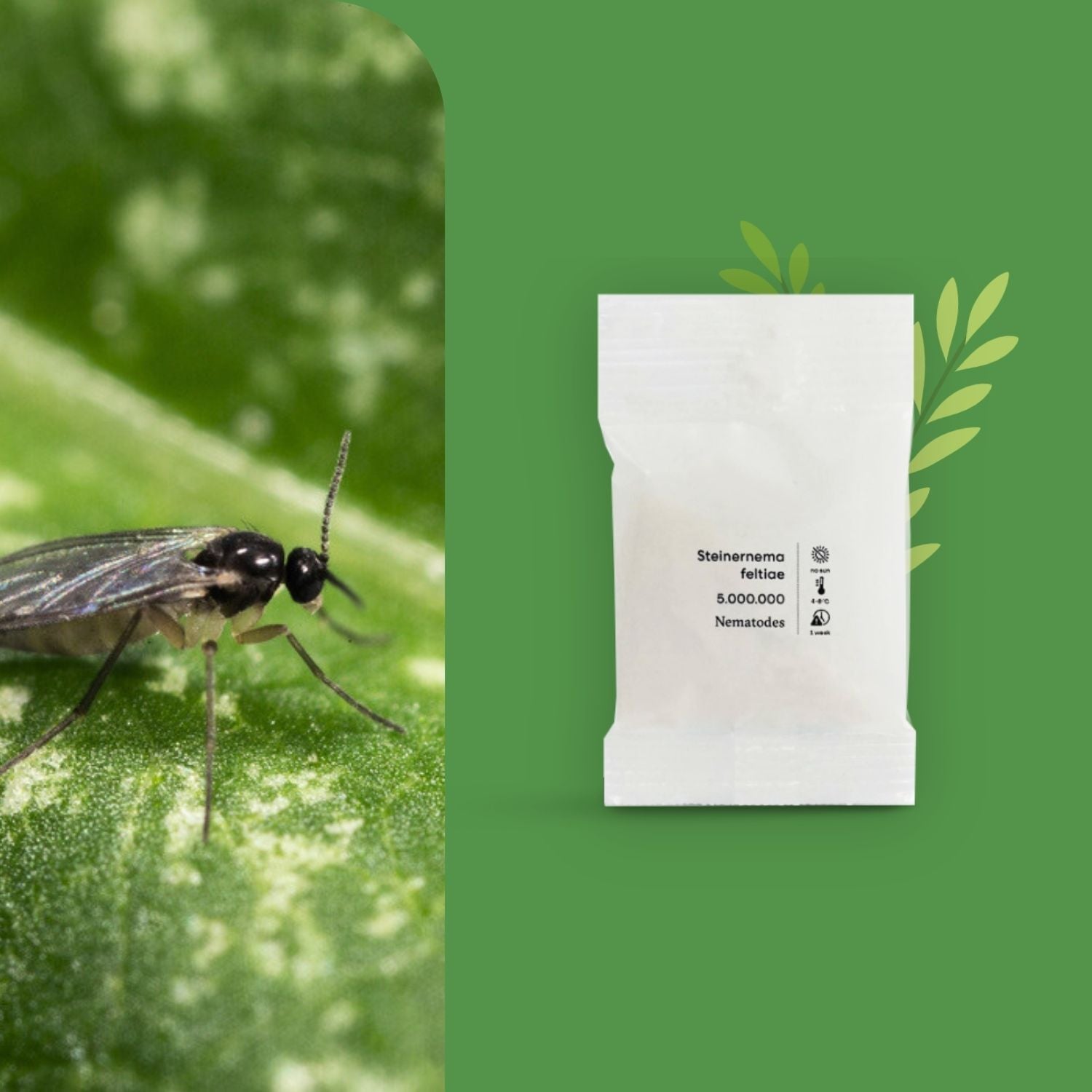Aaltjes tegen rouwvliegjes (SF)